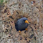 Picture/image of Finch-billed Myna