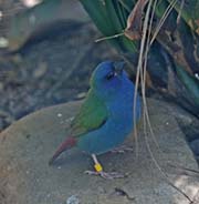 Tricolored Parrotfinch