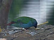 Picture/image of Tricolored Parrotfinch