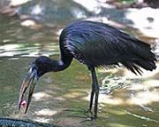 Picture/image of African Openbill
