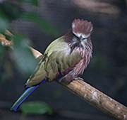Picture/image of Purple Roller