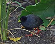 Picture/image of Black Crake