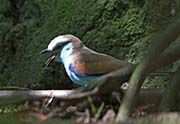 Picture/image of Racket-tailed Roller