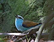 Picture/image of Racket-tailed Roller