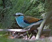 Picture/image of Racket-tailed Roller