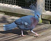 Picture/image of Victoria Crowned-Pigeon