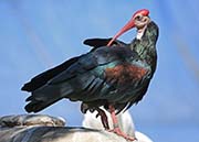  Southern Bald Ibis