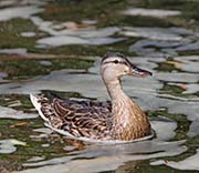 Picture/image of Mallard