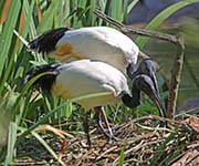 Picture/image of African Sacred Ibis