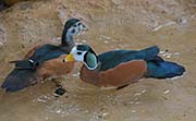 Picture/image of African Pygmy-goose