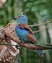 Picture/image of European Roller