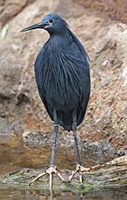 Picture/image of Black Heron