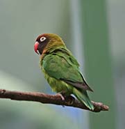 Picture/image of Black-cheeked Lovebird