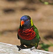 Picture/image of Rainbow Lorikeet