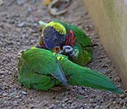 Picture/image of Rainbow Lorikeet