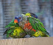 Picture/image of Rainbow Lorikeet