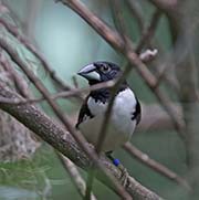 Picture/image of Magpie Mannikin