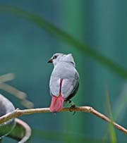 Picture/image of Lavender Waxbill