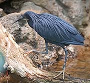 Picture/image of Black Heron