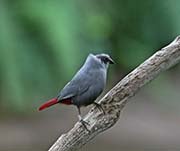 Picture/image of Lavender Waxbill