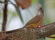 Picture/image of Speckled Mousebird
