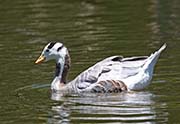 Picture/image of Bar-headed Goose