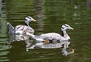 Picture/image of Bar-headed Goose