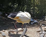 Picture/image of African Sacred Ibis