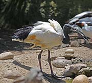  African Sacred Ibis