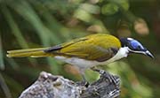 Picture/image of Blue-faced Honeyeater