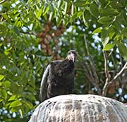 Picture/image of Southern Bald Ibis