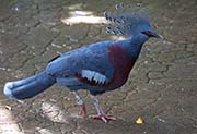 Picture/image of Victoria Crowned-Pigeon