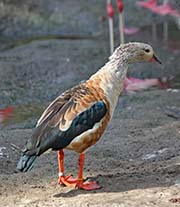 Orinoco Goose