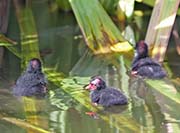 Picture/image of Common Gallinule