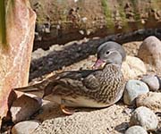 Picture/image of Mandarin Duck