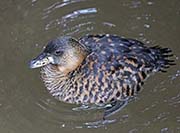 Picture/image of White-backed Duck