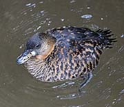 Picture/image of White-backed Duck
