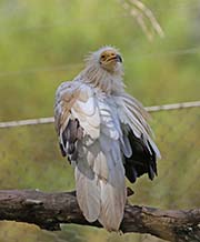 Picture/image of Egyptian Vulture