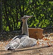 Picture/image of Kori Bustard