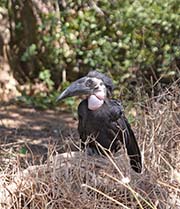 Picture/image of Northern Ground-hornbill