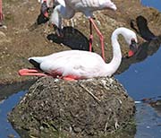 Picture/image of Lesser Flamingo