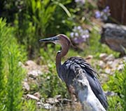 Picture/image of Goliath Heron
