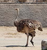Picture/image of Ostrich