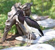 Picture/image of Abdim's Stork
