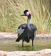 Picture/image of Black Crowned Crane