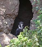 Picture/image of Northern Ground-hornbill