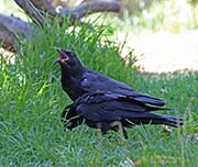 Picture/image of American Crow