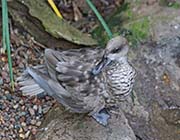 Picture/image of Marbled Teal