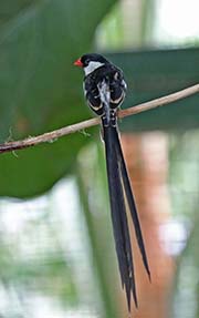 Picture/image of Pin-tailed Whydah