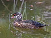 Picture/image of Wood Duck